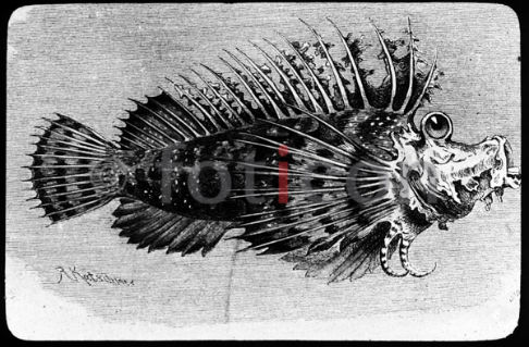 Sattelkopf | Spiny Devilfish (foticon-600-simon-meer-363-043-sw.jpg)